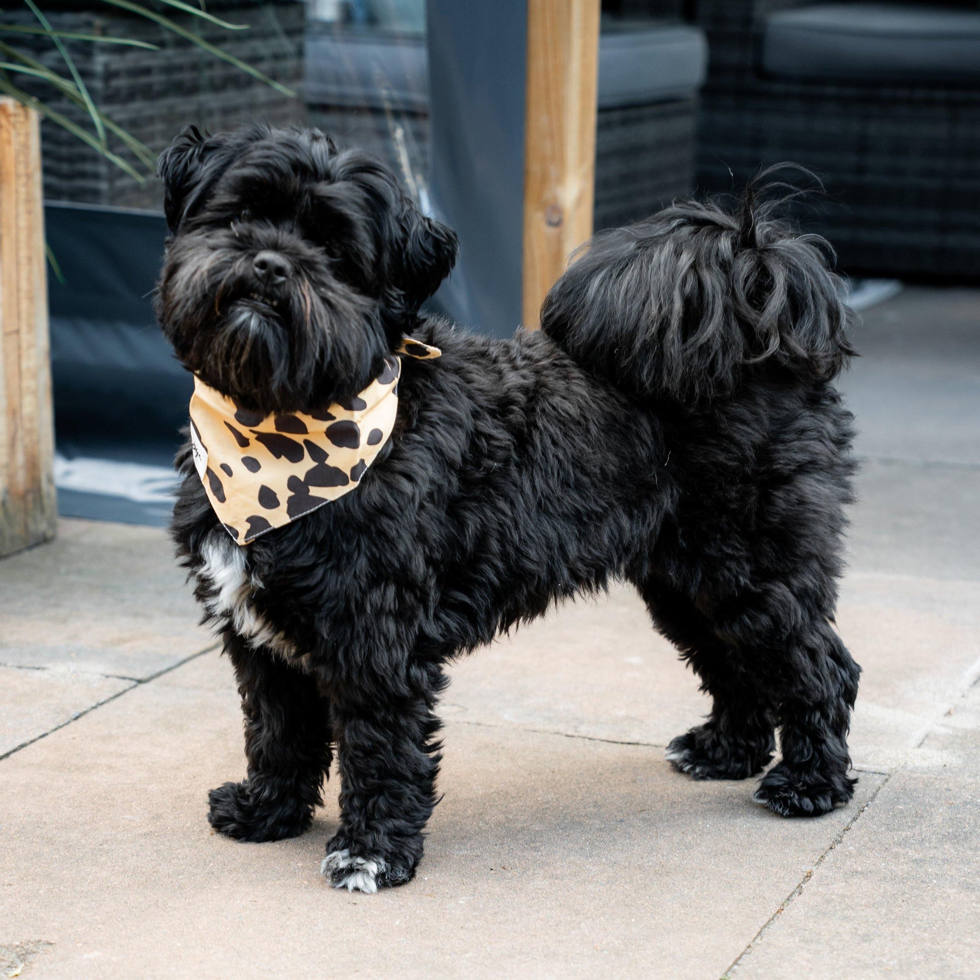 Cheetah Dog Bandana - Bandoga
