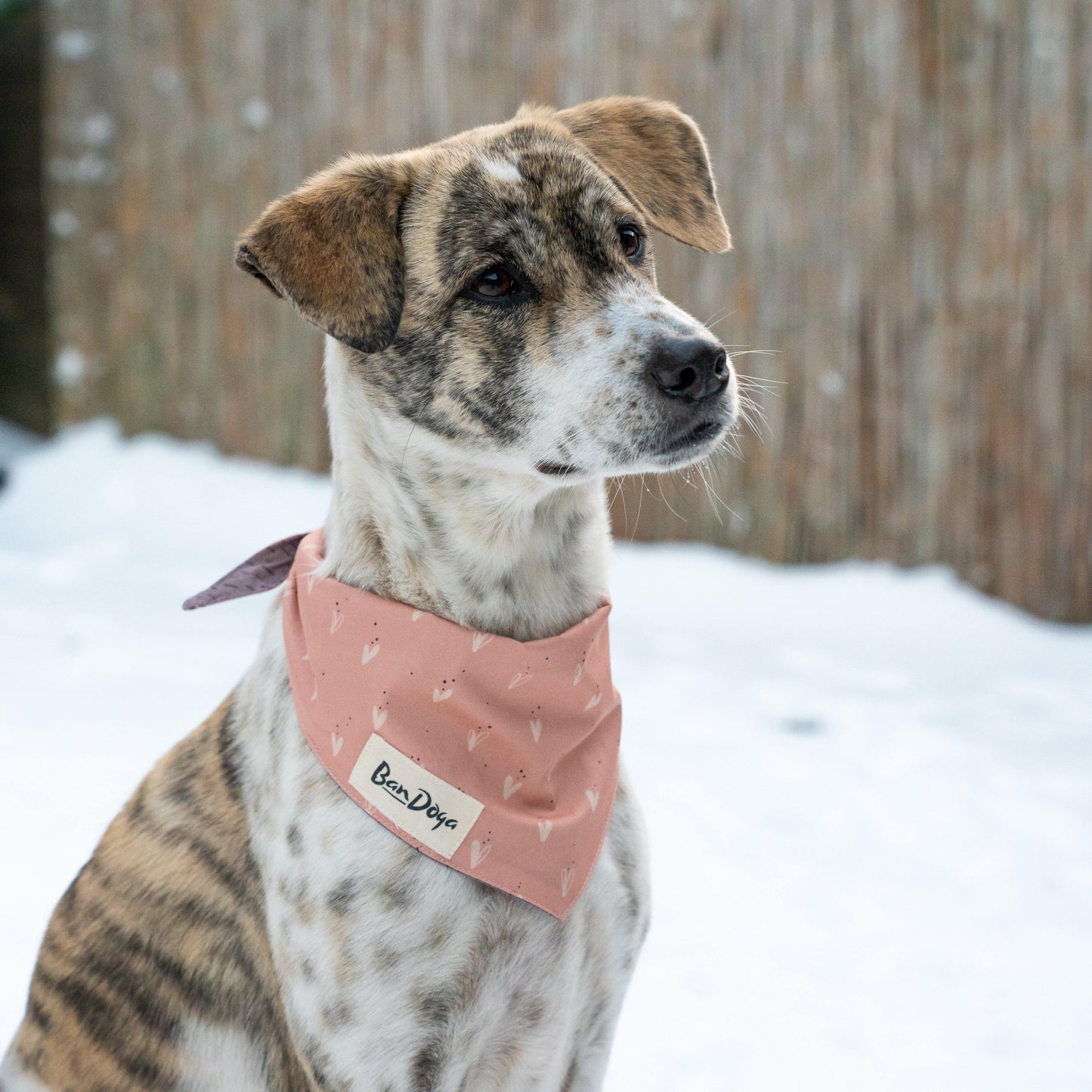 Hearts Dog Bandana - Bandoga