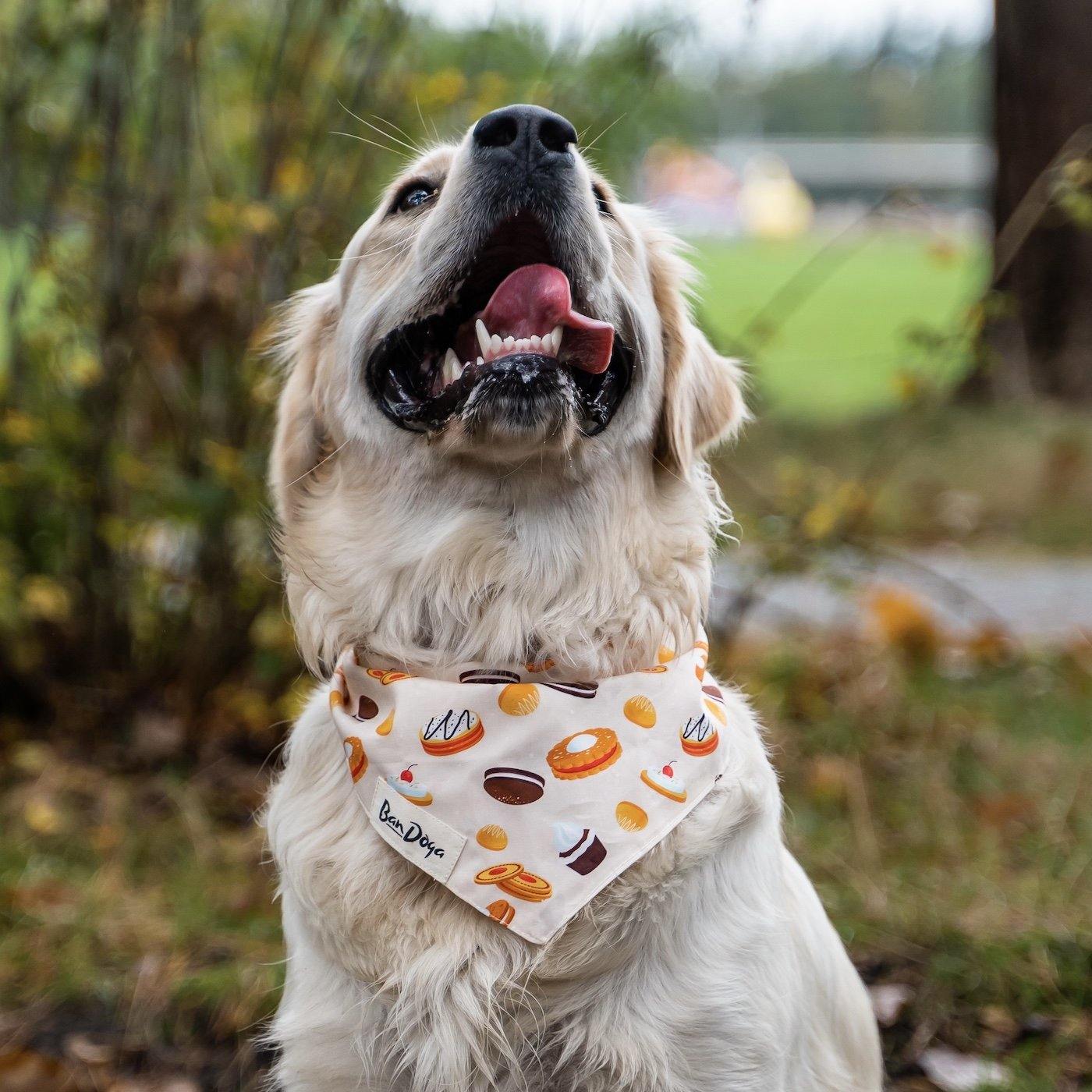 Cookie Dog Bandana Golden Retriever - Bandoga