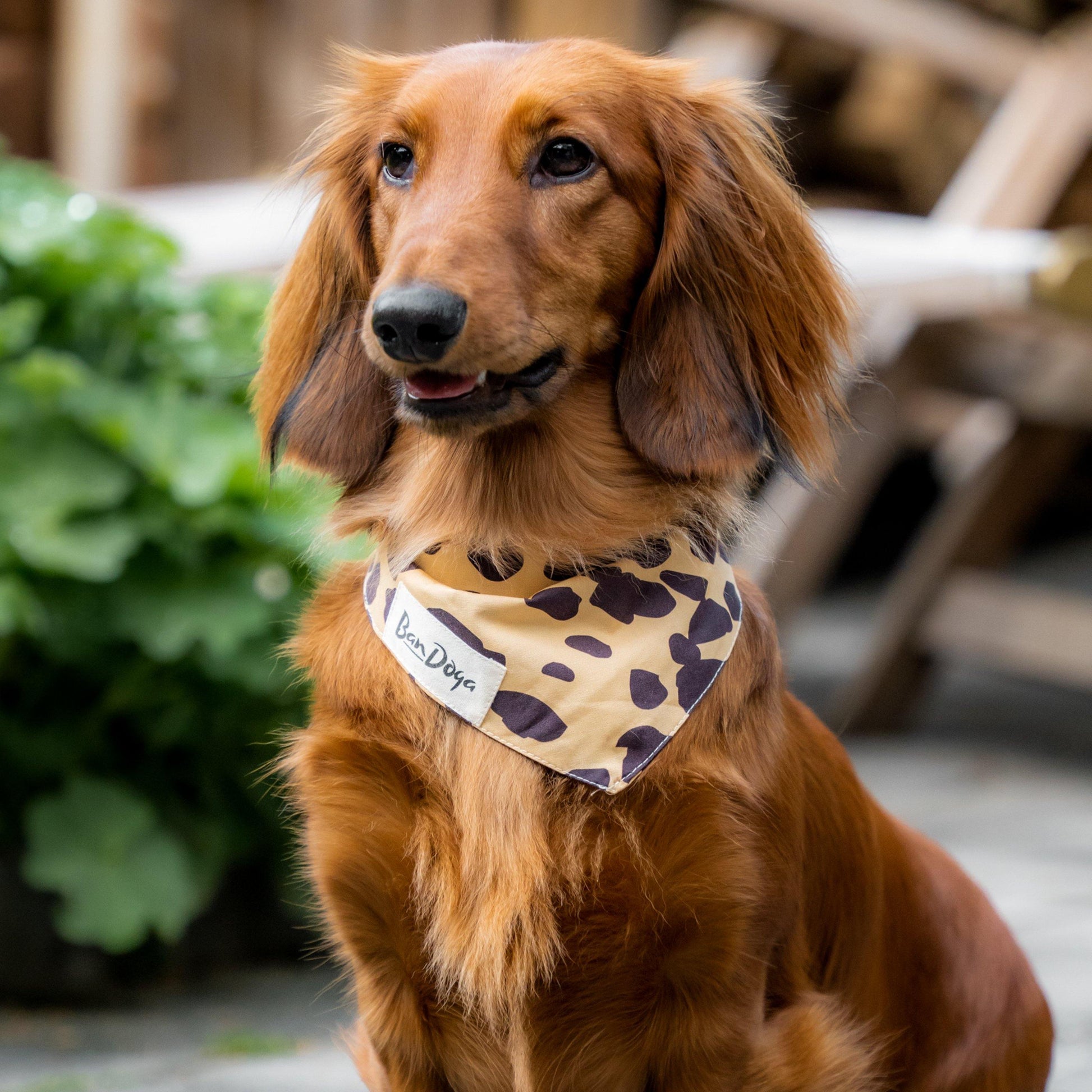 Cheetah Dog Bandana Teckel  - Bandoga