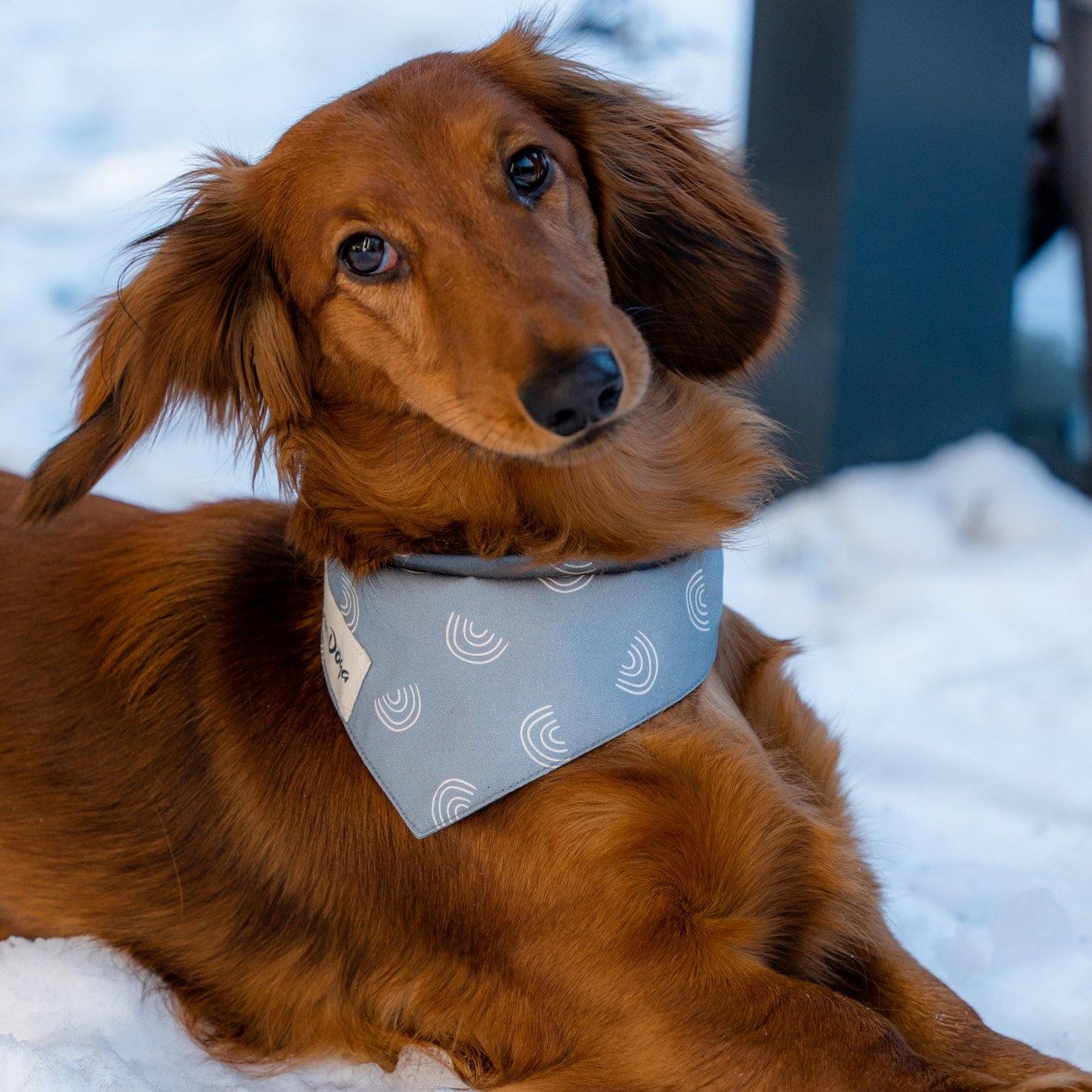 Rainbow Dog Bandana Teckel - Bandoga