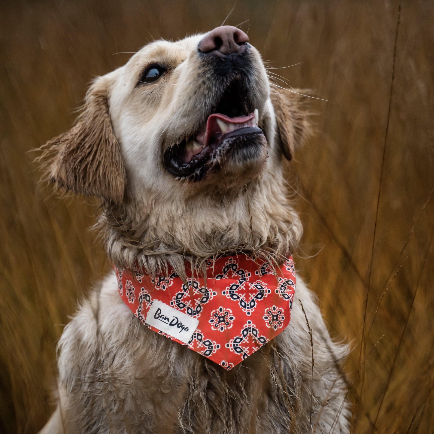 Classic Red Dog Bandana Golden Retriever - Bandoga