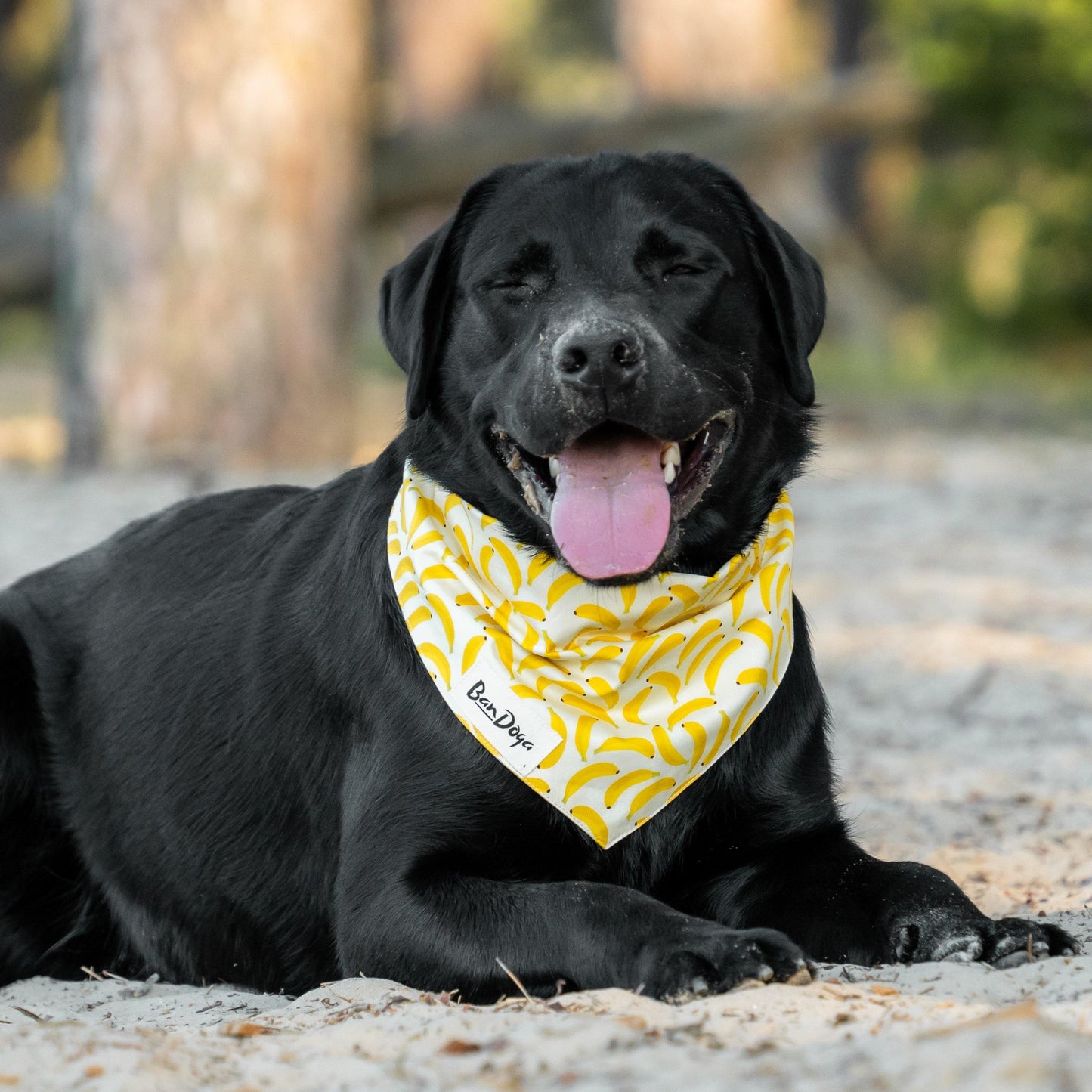 Bananas Dog Bandana - Bandoga