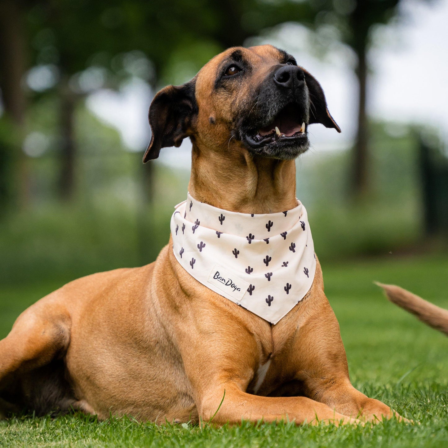 Cactus Dog Bandana Rhodesian Ridgeback - Bandoga
