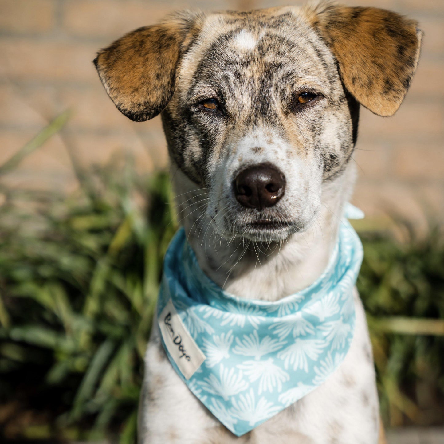 Ocean Dog Bandana - Bandoga