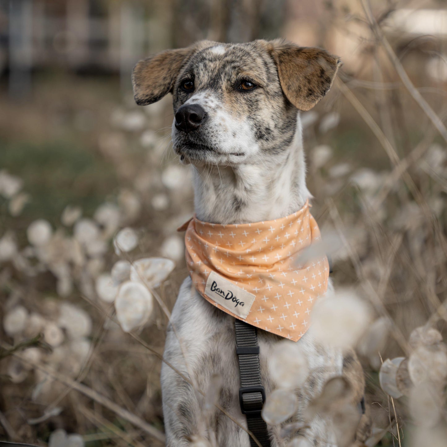 Pastel Dog Bandana - Bandoga