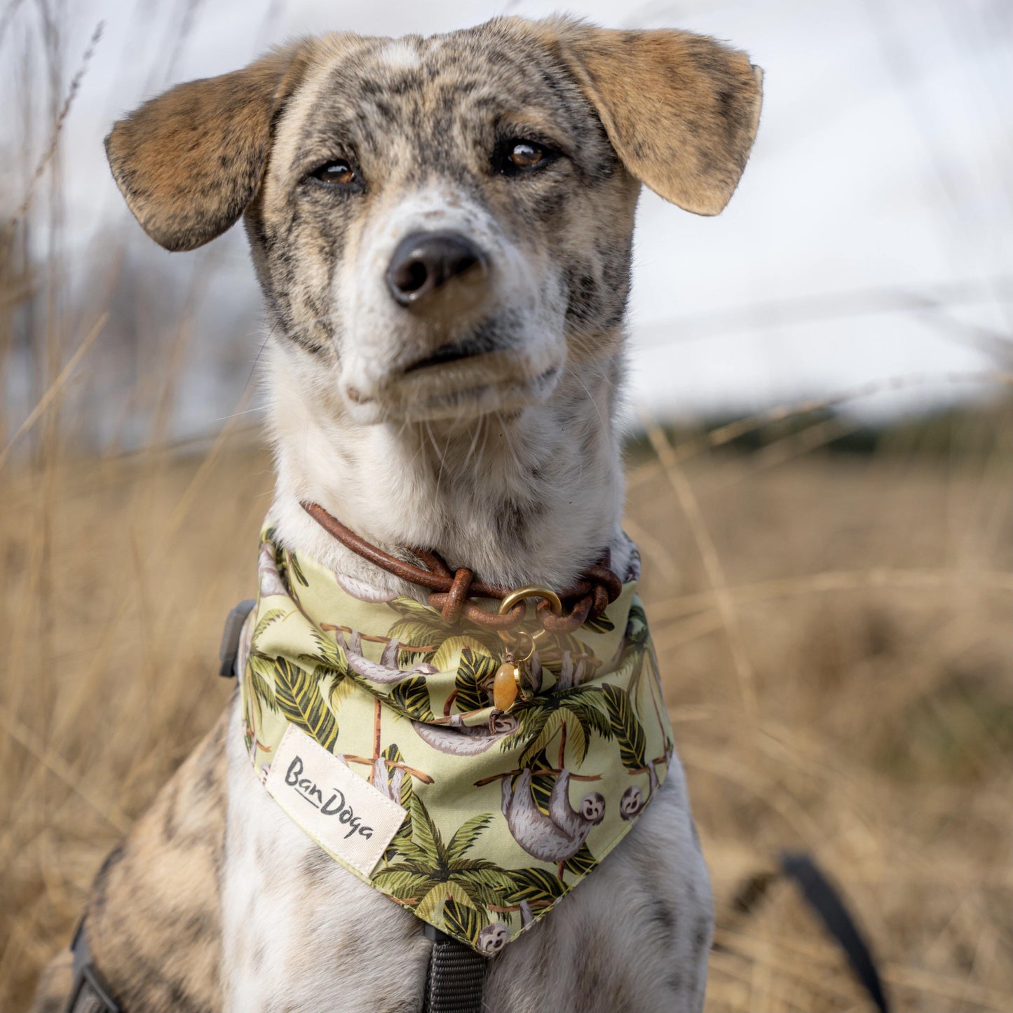 Sloth Dog Bandana On Dog Model - Bandoga