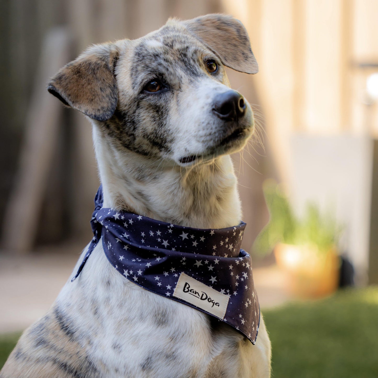 Stargazer Dog Bandana - Bandoga