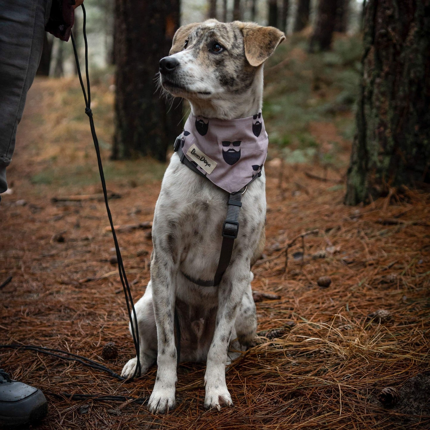 The Beard Dog Bandana - Bandoga