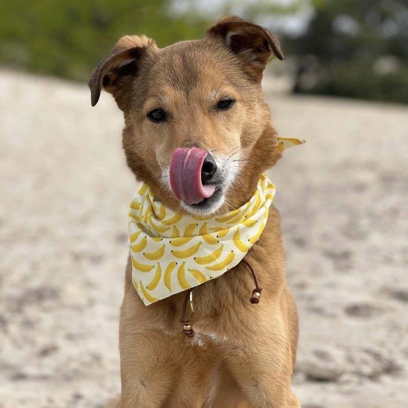 Bananas Dog Bandana - Bandoga