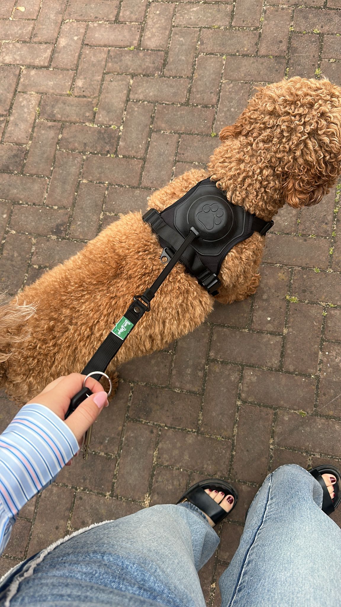 Bandoga 2-in-1 Honden Harnas - Hondentuigje set met riem - maat M