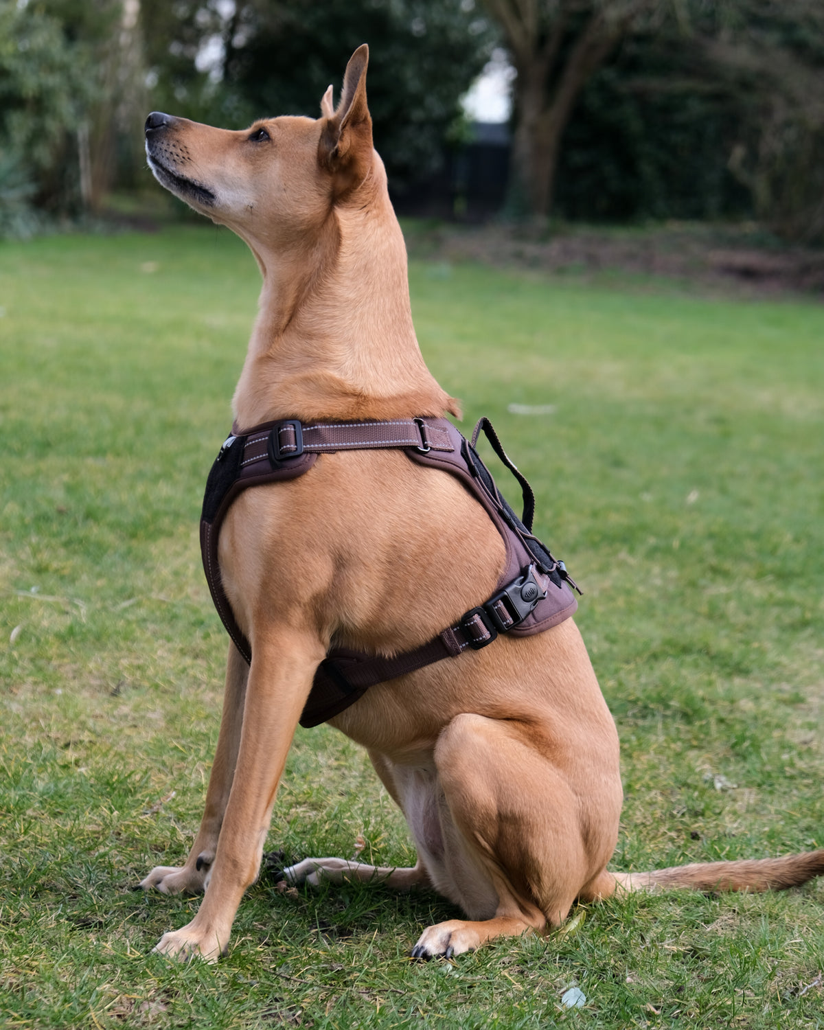 Dog sitting on the grass wearing the brown Bandoga dog harness