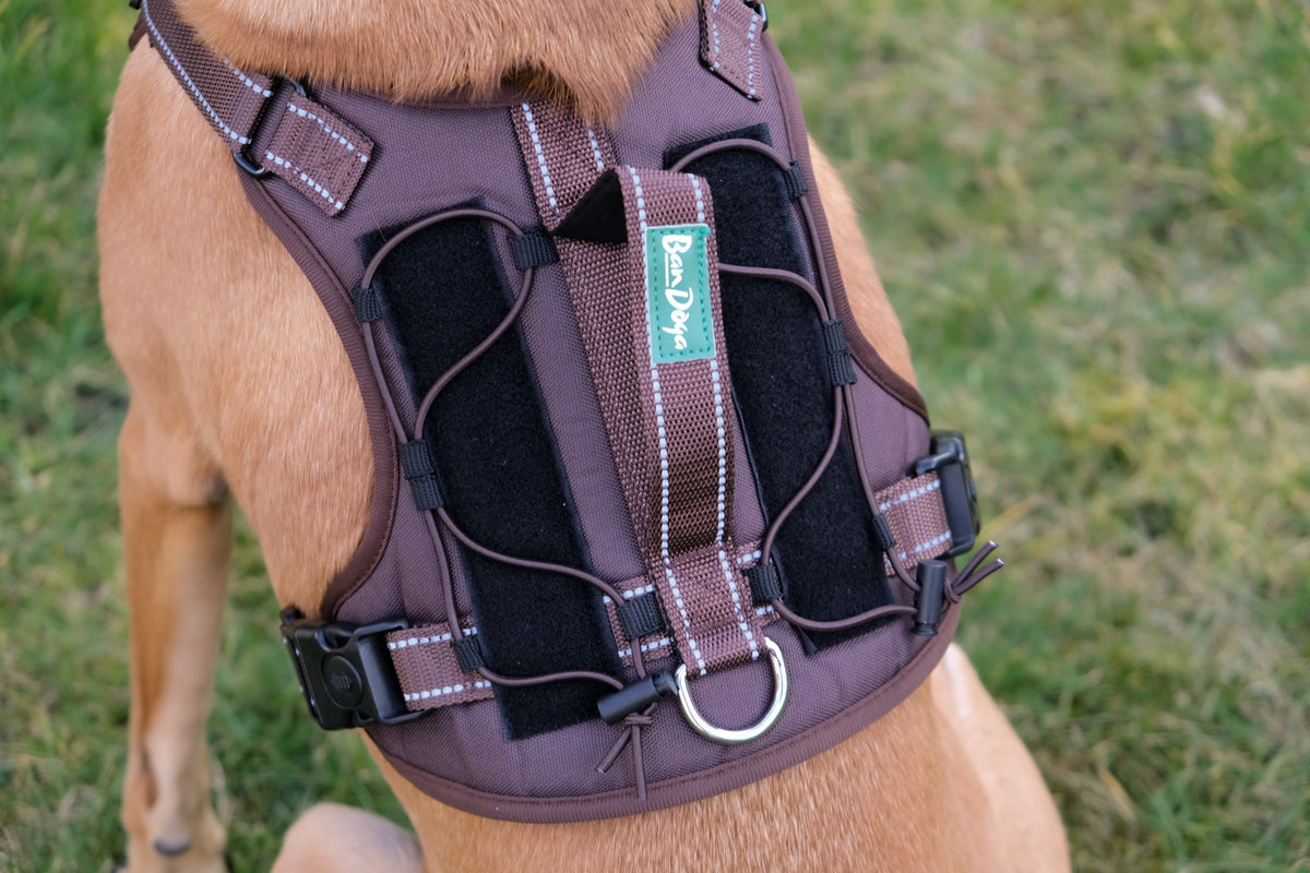 Back view of the brown Bandoga dog harness on a dog, with grip handle and leash ring