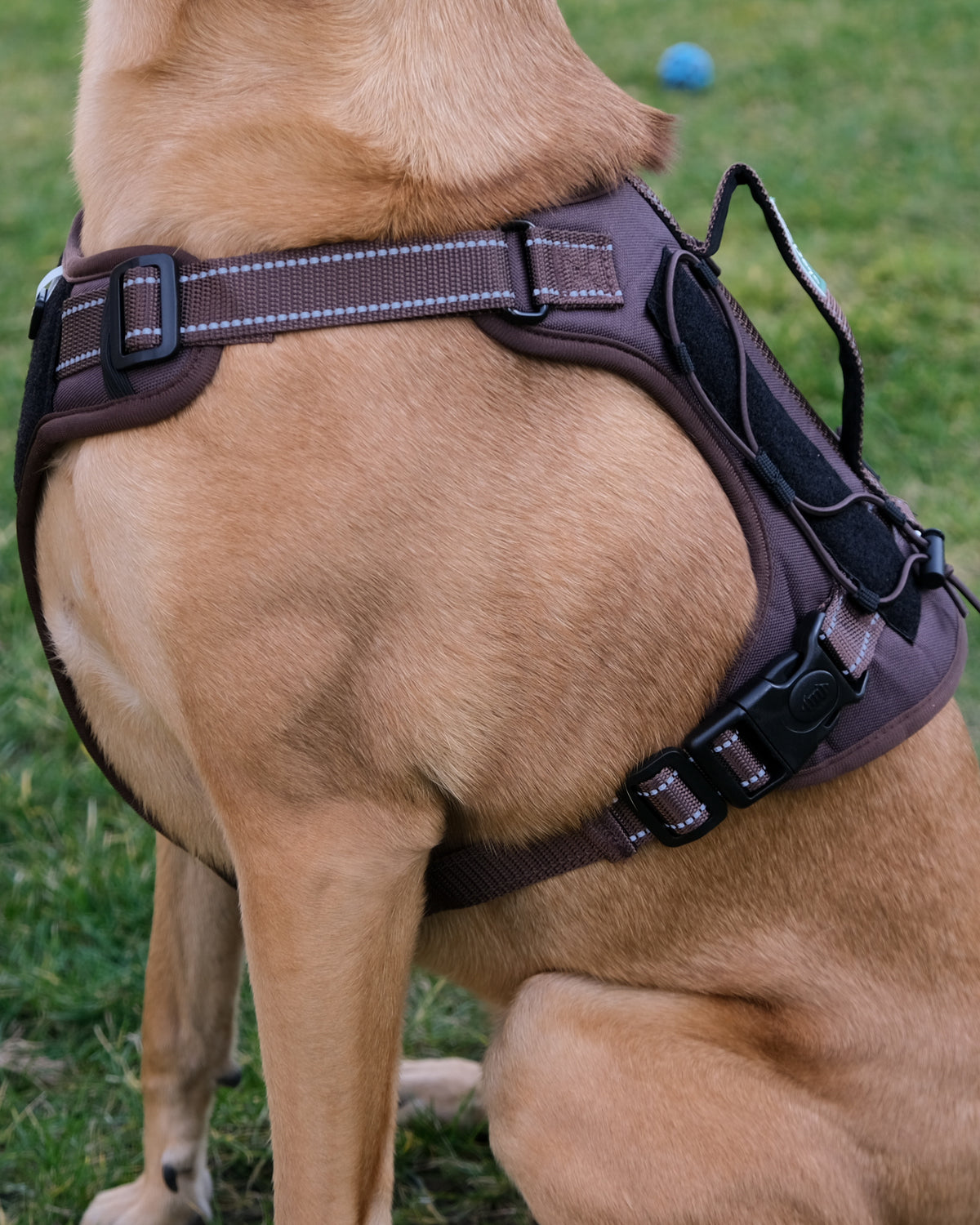 Dog wearing the brown Bandoga dog harness, front view of the chest straps