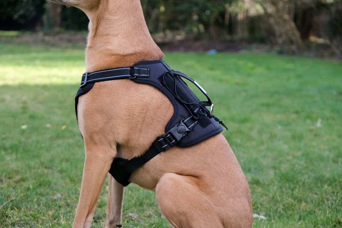 Hund sitzt im Gras und trägt das schwarze Bandoga Hundegeschirr