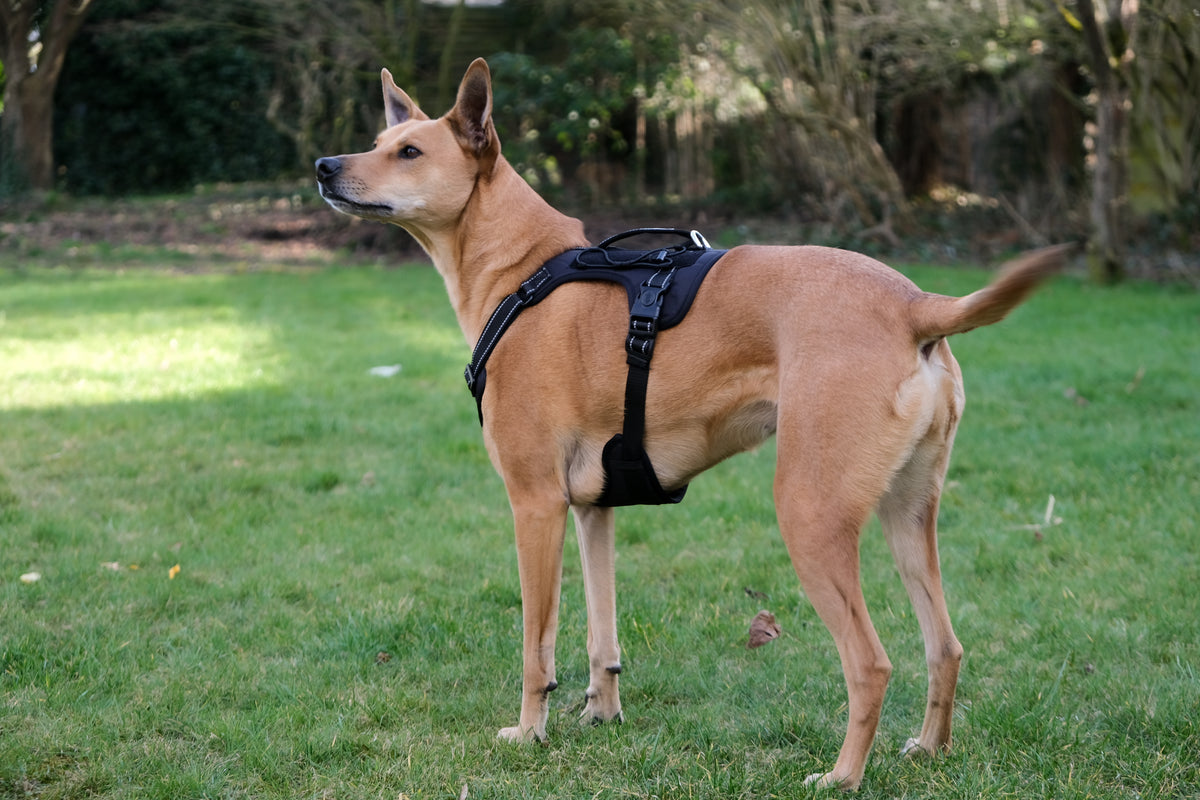 Hund steht im Park und trägt das schwarze Bandoga Hundegeschirr