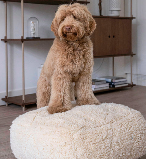 Dog pillow Fluffy White