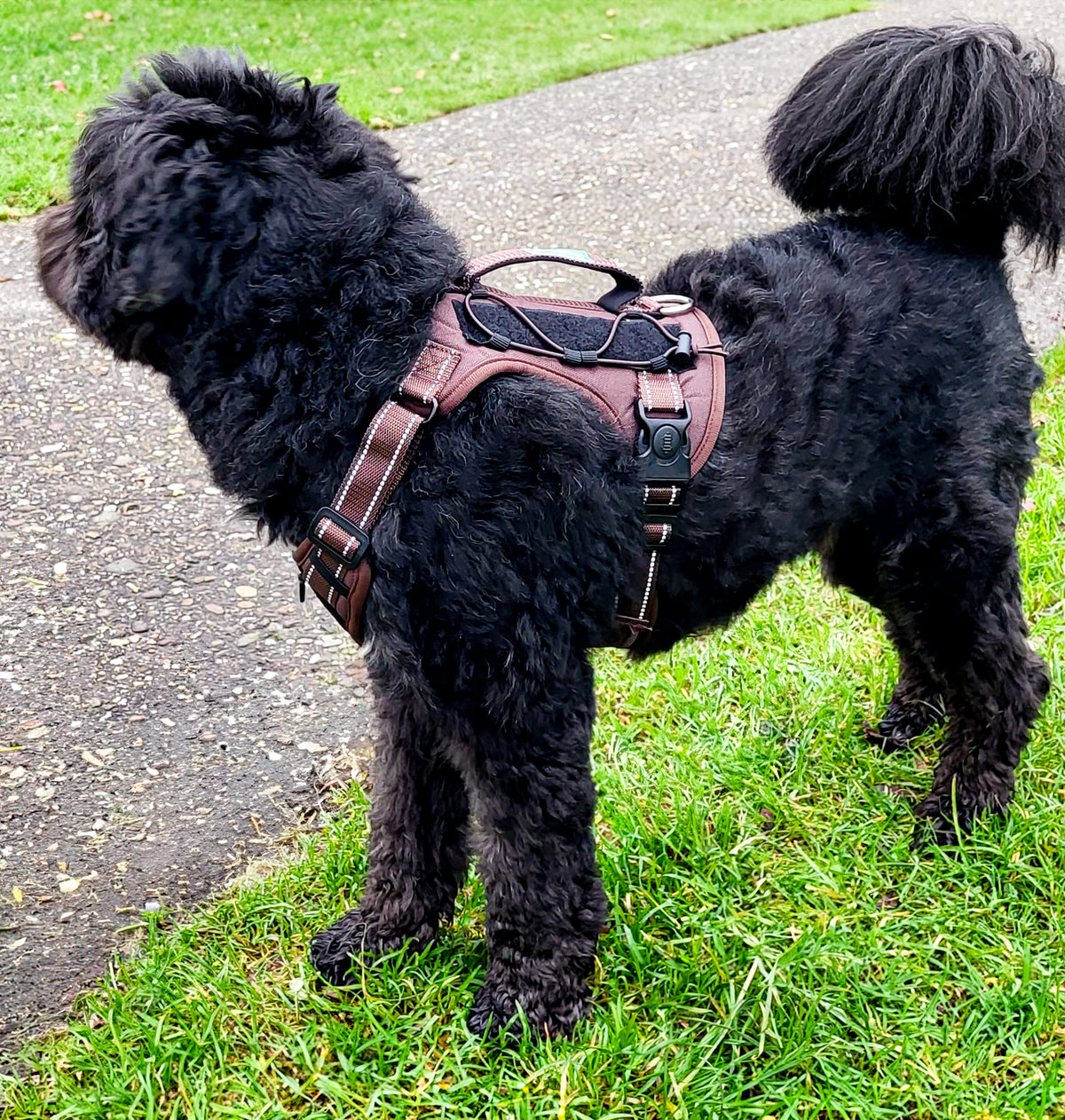 Black curly-haired dog wearing the brown Bandoga dog harness on a walk