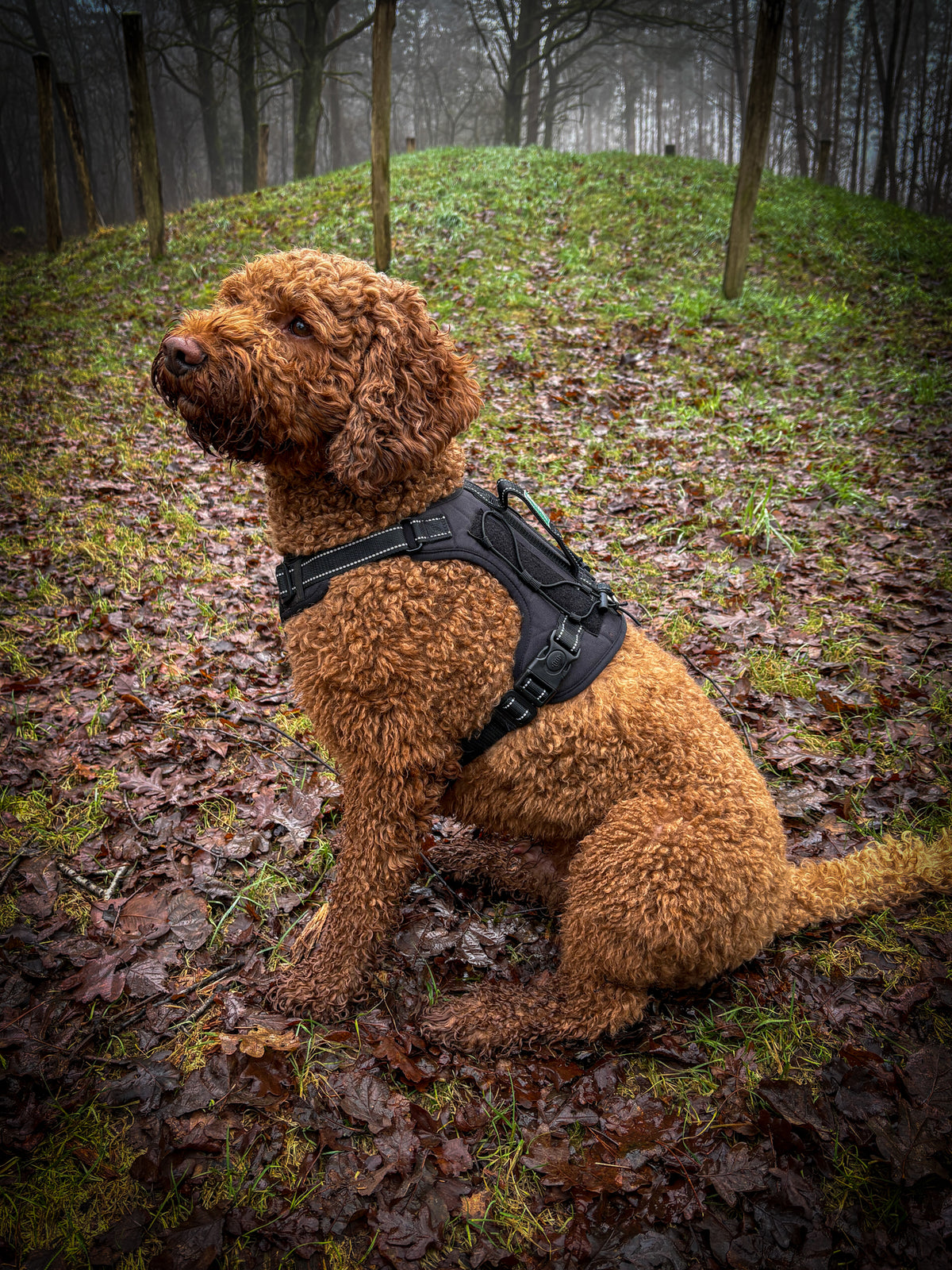 Brauner Hund mit lockigem Fell im Wald mit dem schwarzen Bandoga Hundegeschirr