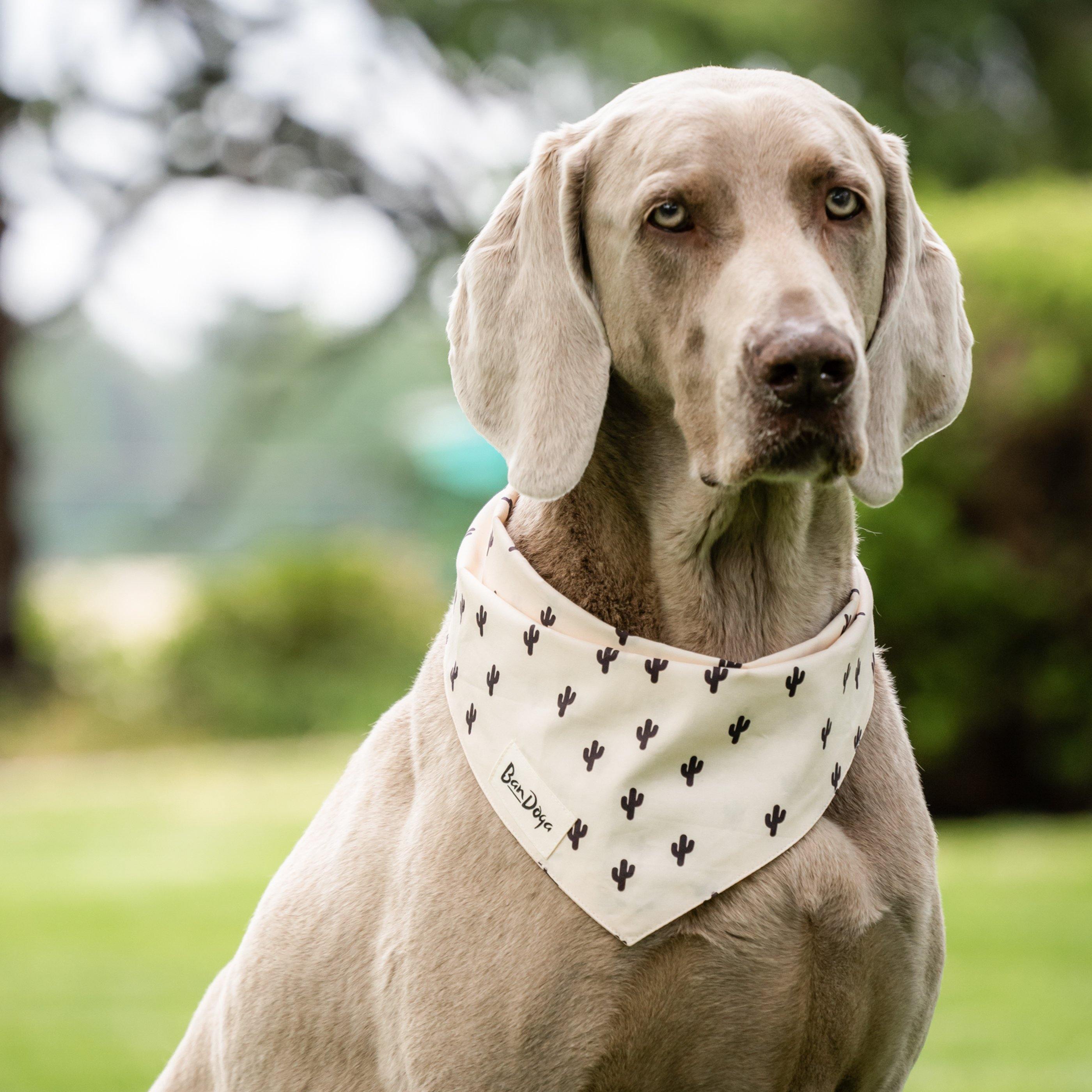 Cactus Dog Bandana Bandoga Buy now Beige Dog Bandana