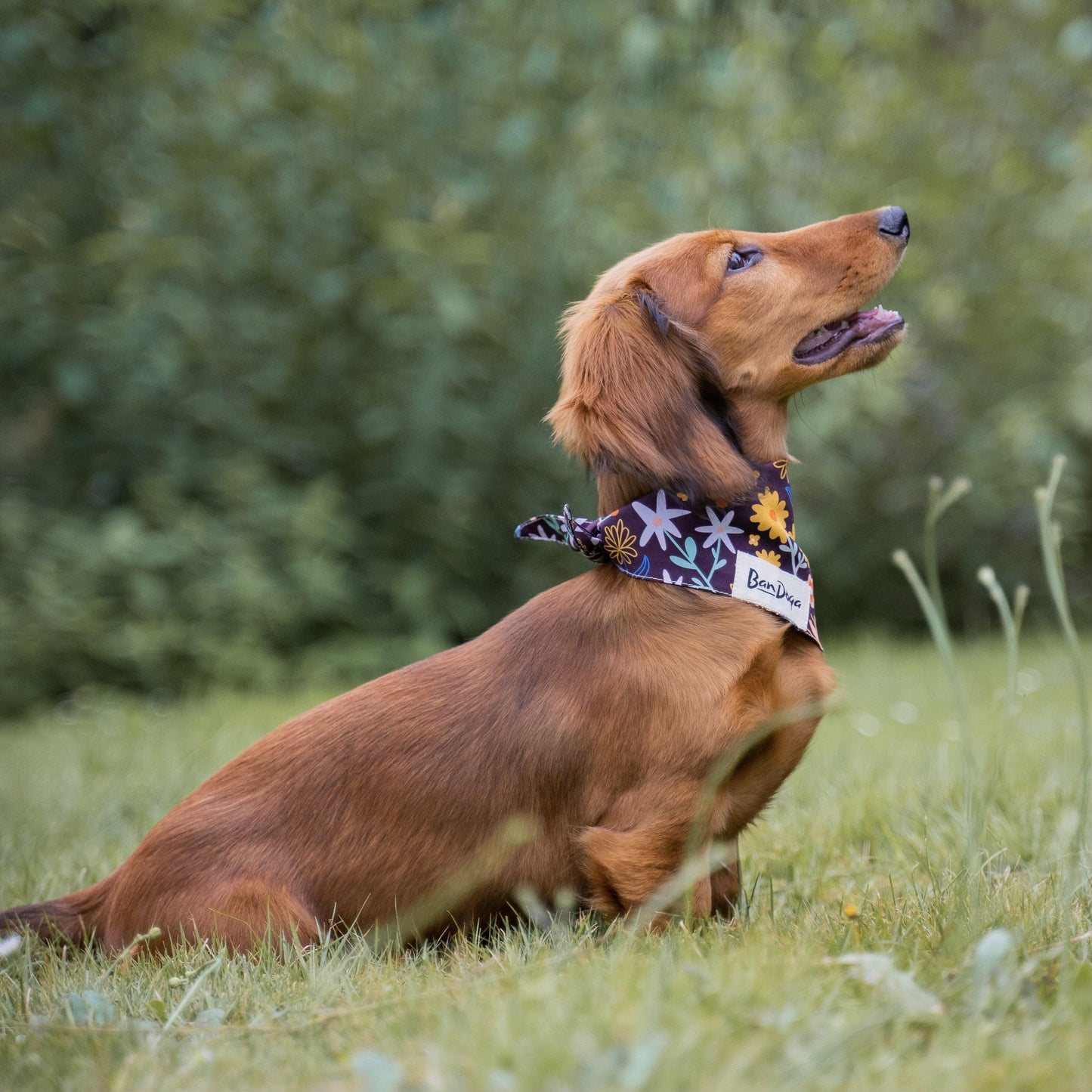 Flower Fall Dog Bandana Teckel - Bandoga