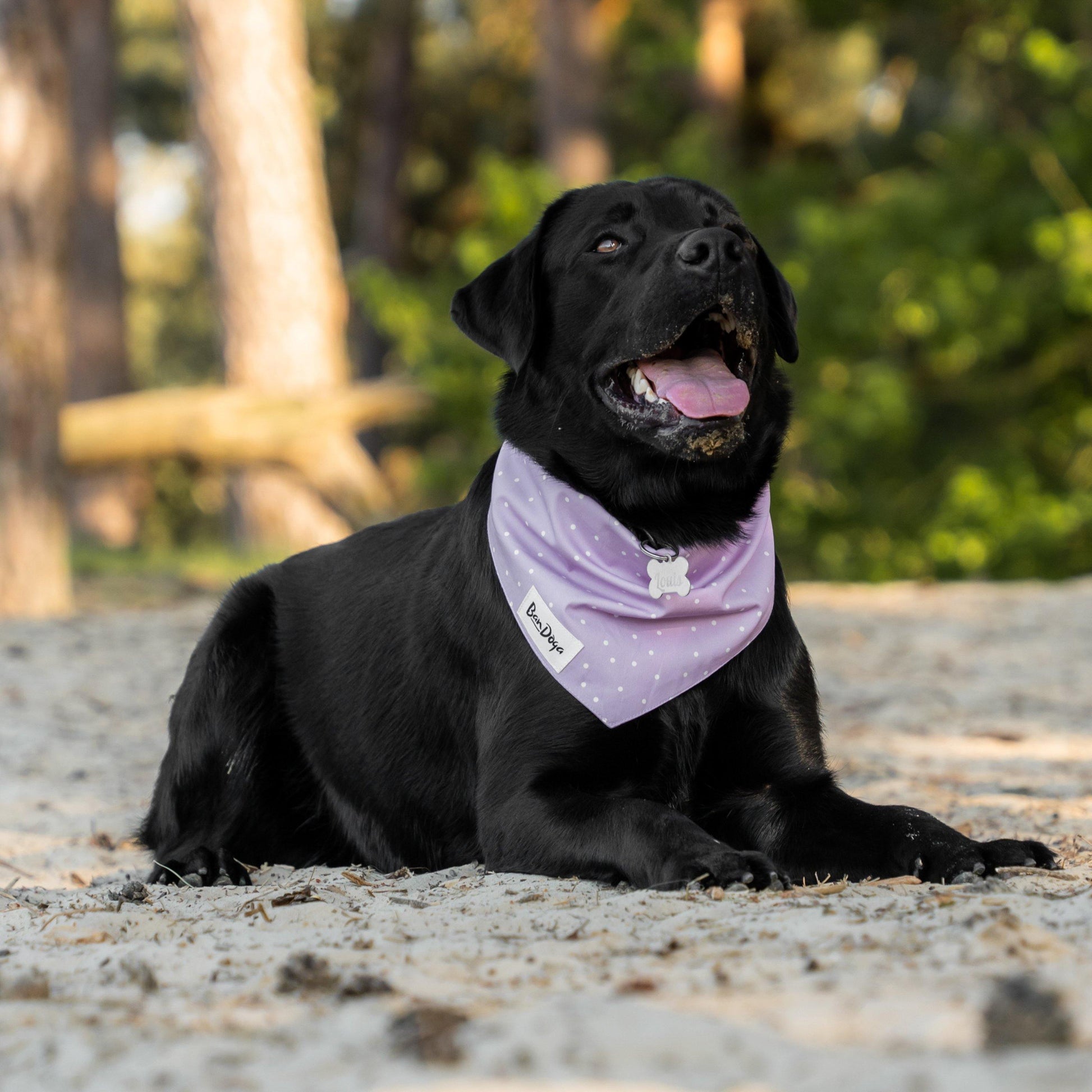 Lilac Dog Bandana Labrador - Bandoga