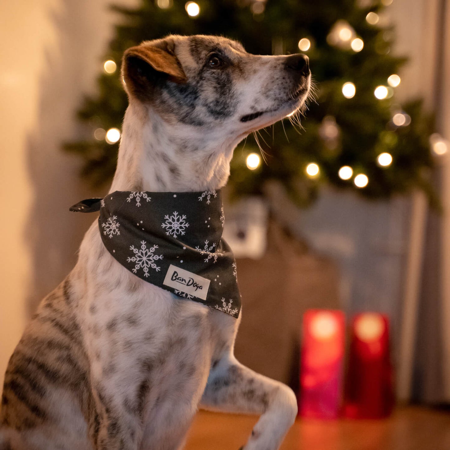 Winter Dog Bandana Christmas