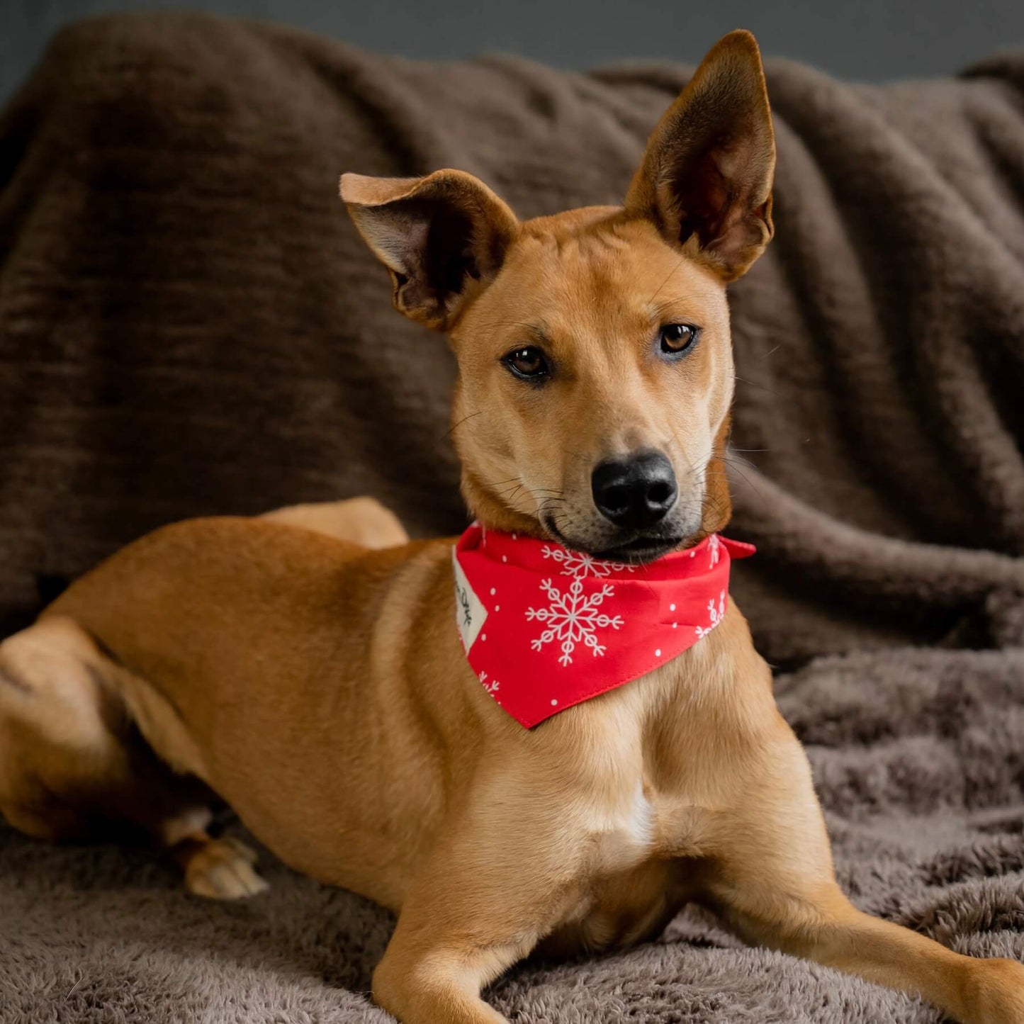 Sparkle Dog Bandana Christmas